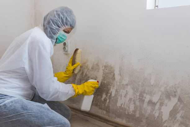 Best White Mold Remediation in Minneola, FL