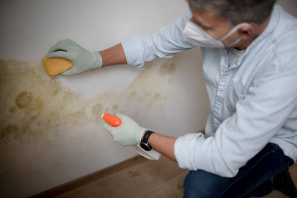 Best Residential Mold Remediation in Minneola, FL