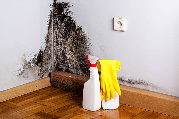 Best Mold Remediation for Specific Building Types in Minneola, FL